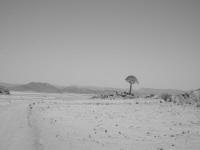 Quiver Tree in desert
