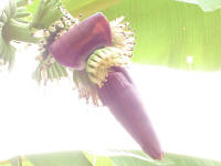 A banana flower with small bananas