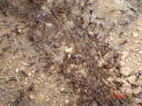 A stream of ants moving house. It was several meters to their new home.