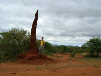 One of many large termite hills