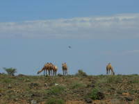 A photo of camels at last!