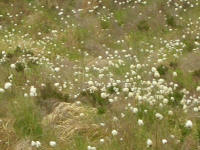 Bog Cotton in a field