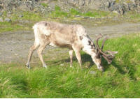 A reindeer by the side of the road