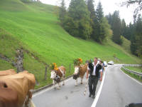 A parade of cows with huge bells around their necks