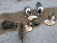 6 of the campsite cats eating their second good meal