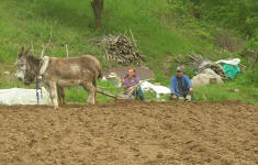 Taking a rest from ploughing