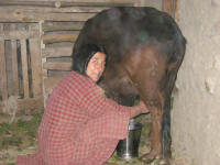 Alamgir's wife milking the cow