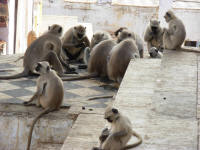 Sacred monkeys. At least they are not aggressive