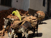 Donkeys are used for transport