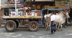 Delivery of sugar cane to juice stalls.