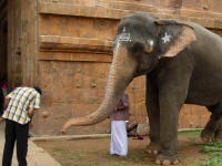 The elephant blessing a devotee