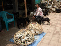 Pigeons and goats for sale