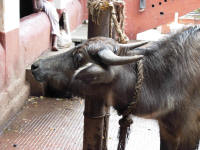 The buffalo awaiting it's fate