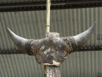 Horns of a Mithram Bull on a lapang