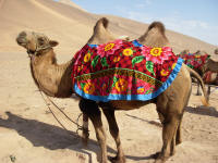 Camel waiting for a passenger
