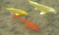 Goldfish in te main canal