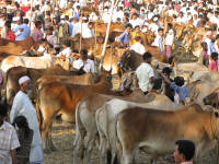 Cattle sale