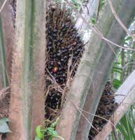 Fruit of the Oil Palm