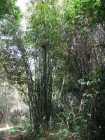 Bamboo beside the trail