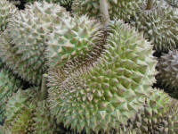 Durian for sale in Tesco Lotus