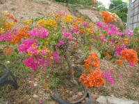 Bogainvillea with several colours grafted onto one stem