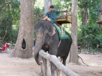 There are elephant rides as well