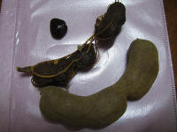 Tamarind - from the tree, with the dry skin removedandthe seed