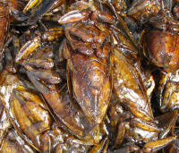Cooked beetles for sale
