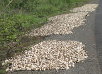 Yam spread out to dry