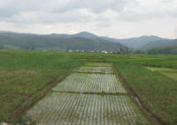 Rice paddies and hills