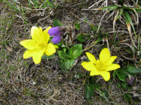 Yellow and purple flowers before the Yaks came