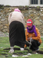 Women cutting turf