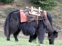 Yak ready for carrying household possessions