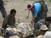 Shearing sheep by the road side