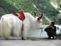Well dressed Yak - specially for the tourists
