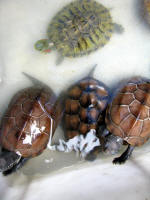 Tortoises to eat