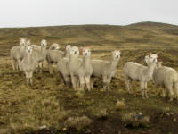 A flock of Alpaca