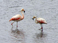 Peruviam flamingoes