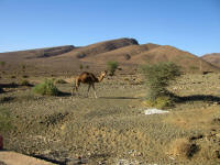 The older version in the dry landscape