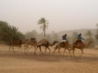 Camel riders with no race to go to (Pieter)