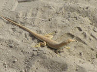 A lizard who came to inspect all our digging
