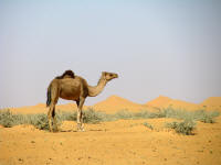 Mauritania- Camel and sand dunes