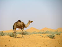 Mauritania- Camel and sand dunes