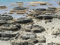 Stromolites at Lake Thetis