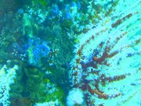 Colourful soft coral