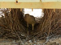 Bower Bird building a nest under a seat