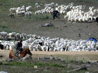 Flocks of sheep and herds of cattle being moved to winter pastures