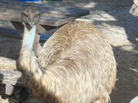Emus roamed the campsite