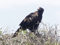 A bird of prey surveying the land