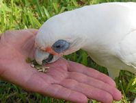 Cockatoos at the campground are opportunistic feeders